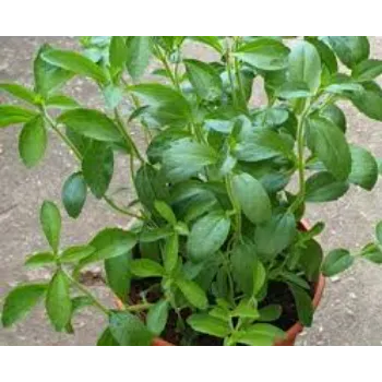 Perfect Stevia Plants